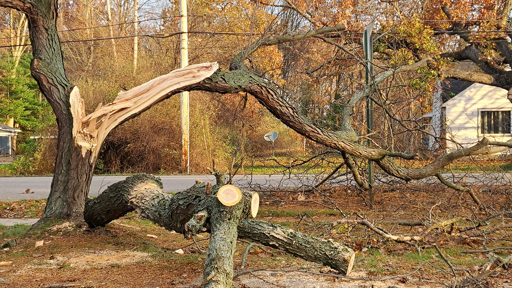 storm damage tree removal