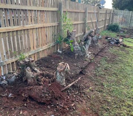 Tree and Stump Removal Adelaide Hills