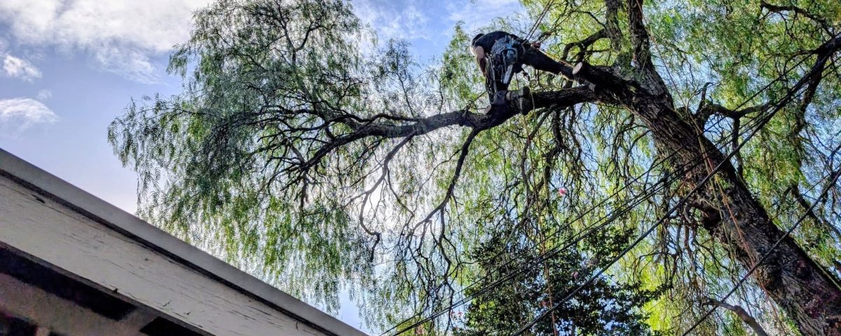Technical Tree Removal Adelaide Hills