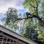 Technical Tree Removal Adelaide Hills
