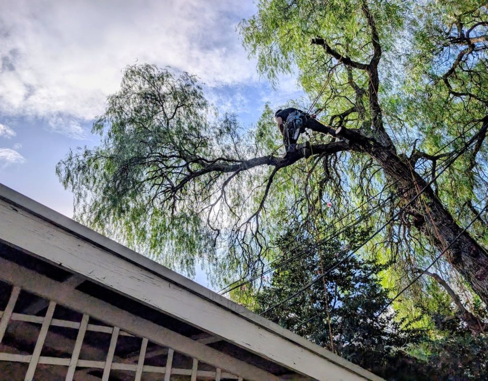 Technical Tree Removal Adelaide Hills