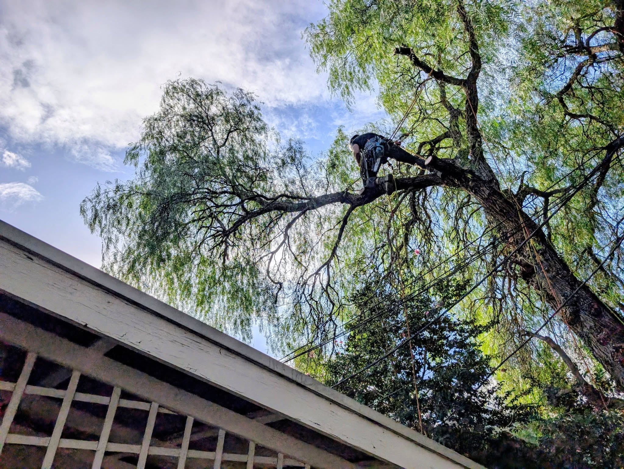 Technical Tree Removal Adelaide Hills